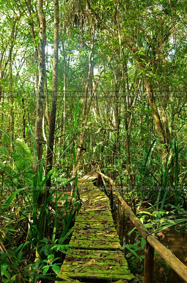 Boardwalk Through The Forest. Стоковое фото, агентство Ingram Publishing / Фотобанк Лори