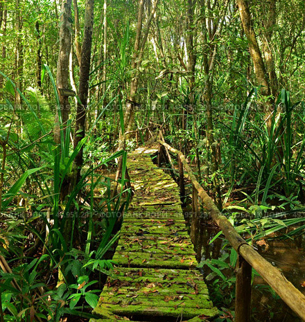Boardwalk Through The Forest. Стоковое фото, агентство Ingram Publishing / Фотобанк Лори
