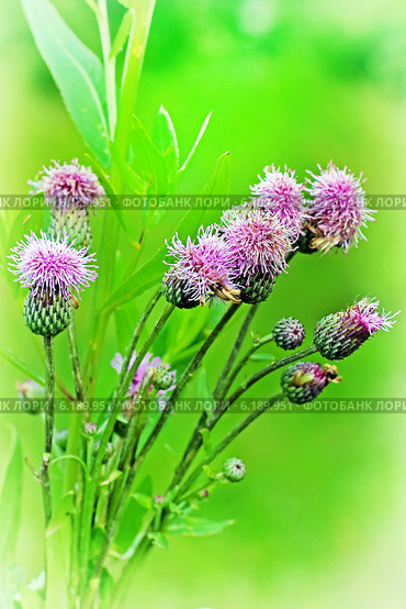 Бодяк полевой или Розовый осот (Cirsium arvense) — вид многолетних травянистых растений из рода Бодяк семейства Астровые, или Сложноцветные (Asteraceae) Стоковое фото, фотограф Евгений Мухортов / Фотобанк Лори