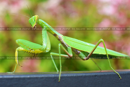 Богомол Mantis religiosa (Богомол обыкновенный) Стоковое фото, фотограф Александр Тарасенков / Фотобанк Лори