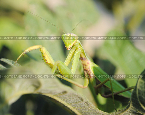Богомол обыкновенный (Mantis religiosa) Стоковое фото, фотограф Красилов Игорь / Фотобанк Лори