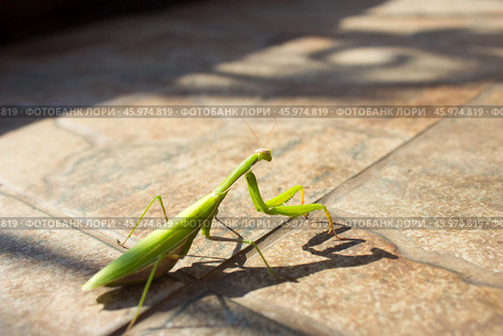 Богомол.Богомо́ловые, или богомо́лы (лат. Mantodea), — отряд крылатых насекомых с неполным превращением из надотряда тараканообразных. Стоковое фото, фотограф Роман Лукьянов / Фотобанк Лори