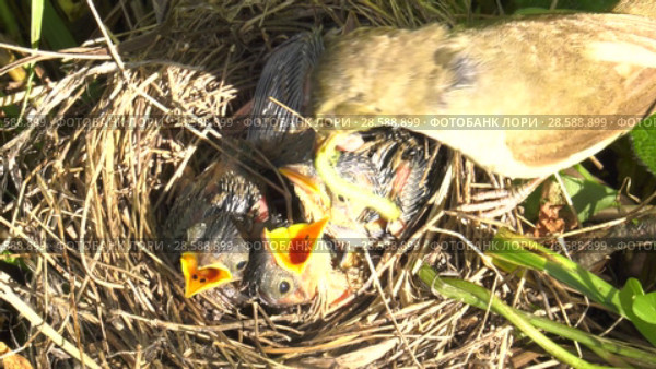 Болотная камышовка с птенцами. Warbler chicks in the nest. Стоковое видео, видеограф Евгений Романов / Фотобанк Лори
