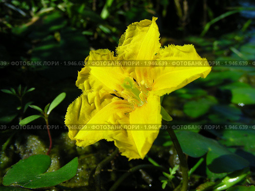 Болотноцветник щитолистный (Nymphoides peltata) на пруду. Стоковое фото, фотограф lana1501 / Фотобанк Лори