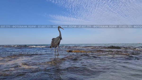Большая голубая цапля (Ardea herodias) гуляет по волнам у берега и охотится на мелкую рыбу. Стоковое видео, видеограф Мила Демидова / Фотобанк Лори