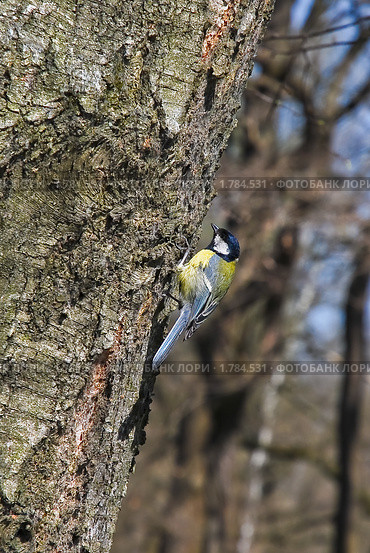 Большая синица, или большак (Parus majo) Стоковое фото, фотограф Алёшина Оксана / Фотобанк Лори