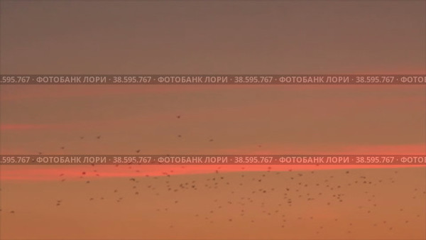 Большая стая птиц мигрирует на фоне светящихся в закатном свете облаков. Стоковое видео, видеограф Цыбин Вадим / Фотобанк Лори