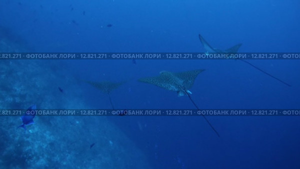 Большая стая пятнистых скатов орляков (Aetobatus narinari) плывет в толще воды, Индийский океан, Мальдивские острова. Стоковое видео, видеограф Некрасов Андрей / Фотобанк Лори