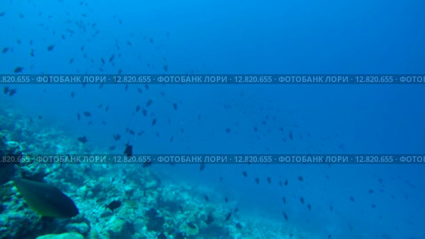 Большая стая спинорогов (Odonus niger) плывет в толще воды, Индийский океан, Мальдивские острова. Стоковое видео, видеограф Некрасов Андрей / Фотобанк Лори