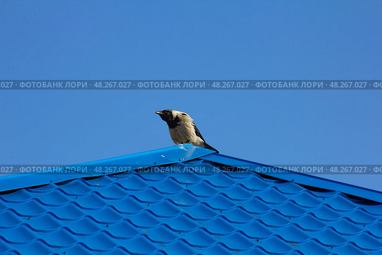 Большая ворона сидит на коньке крыши дома. Стоковое фото, фотограф Илья Юрукин / Фотобанк Лори