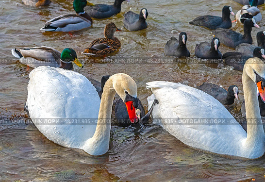 Большие красивые лебеди и утки плавают в море. Big beautiful swans and ducks swimming in the sea. Стоковое фото, фотограф Татьяна Д / Фотобанк Лори