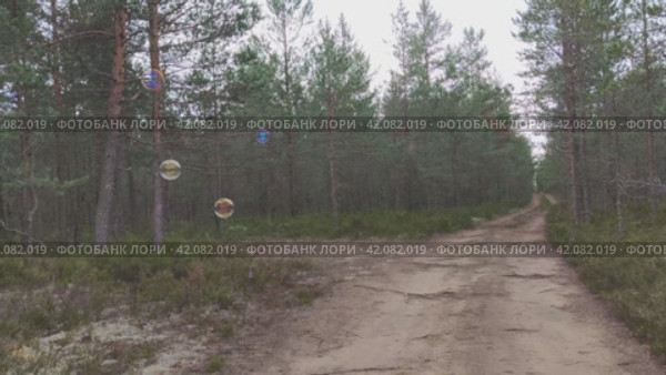 Большие мыльные пузыри над лесной дорогой. Над песчаной дорогой, по краям которой растут молодые сосны, летают несколько крупных мыльных пузырей. Пролетев некоторое время в воздухе, пузыри лопнули. Стоковое видео, видеограф Andrew_Swarga / Фотобанк Лори