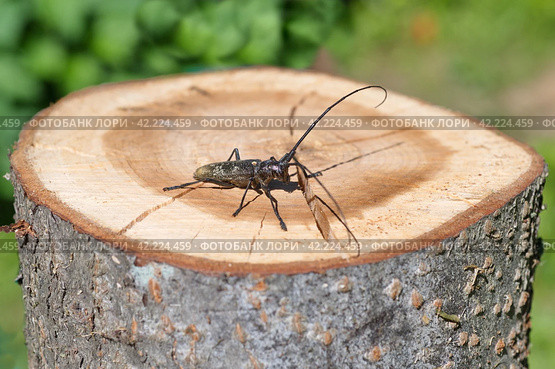 Большой еловый черный усач (лат. Monochamus sartor) на деревянном пне. Стоковое фото, фотограф Елена Коромыслова / Фотобанк Лори