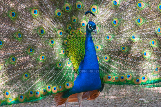 Большой красивый павлин в зоопарке. Beautiful Peacock in zoo. Стоковое фото, фотограф Татьяна Д / Фотобанк Лори
