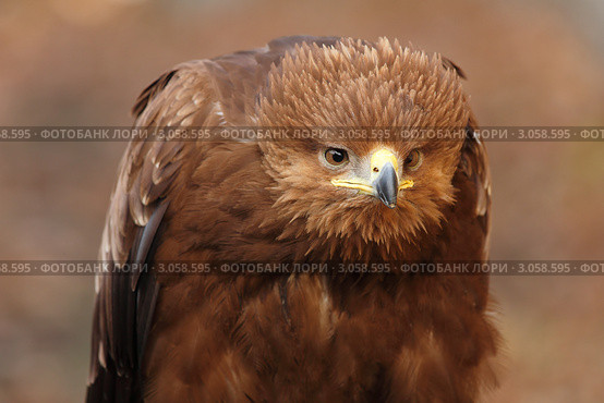 Большой подорлик. (лат. Aquila clanga) Стоковое фото, фотограф Роман Рожков / Фотобанк Лори