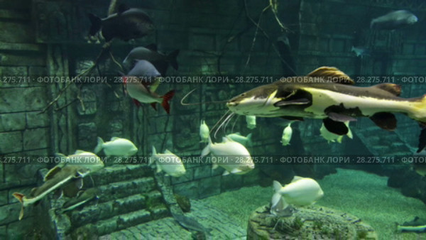 Большой пресноводный аквариум. Стоковое видео, видеограф Игорь Долгов / Фотобанк Лори