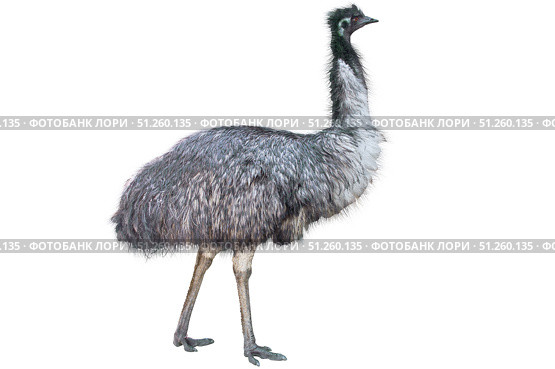 Большой страус на белом фоне. A large ostrich on a white background. Стоковое фото, фотограф Татьяна Д / Фотобанк Лори