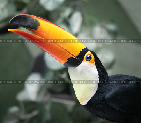 Большой тукан (лат. Ramphastos toco) в Московском зоопарке. Портрет в профиль (2021 год). Редакционное фото, фотограф Наталья Николаева / Фотобанк Лори