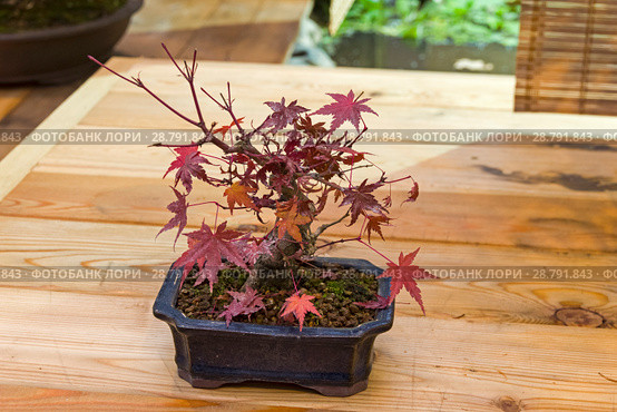 Бонсай - клен дланевидный (Acer palmatum). Возраст - около 15 лет. Выставка японских бонсай в Аптекарском огороде, Москва, ноябрь 2017. Редакционное фото, фотограф Сергей Рыбин / Фотобанк Лори