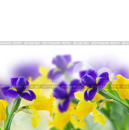 border of spring yellow daffodil and blue iris flowers over white background. yellow daffodil and blue iris flowers. Стоковое фото, агентство Ingram Publishing / Фотобанк Лори