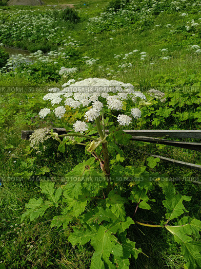 Борщевик на лугу, сорняк. Опасные, ядовитые растения. Cow parsnip in the meadow, a weed. Dangerous, poisonous plants. Стоковое фото, фотограф Юрий Пуликов / Фотобанк Лори
