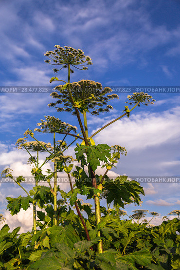 Борщевик Сосновского (лат. Heracleum sosnowskyi) Стоковое фото, фотограф Ольга Сейфутдинова / Фотобанк Лори