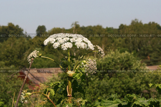 Борщевик, соцветие и листья (Heracleum) Стоковое фото, фотограф Щеголева Ольга / Фотобанк Лори