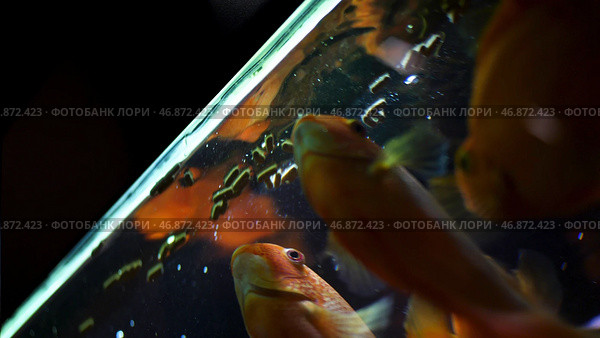Bottom view of beautiful golden fishes in aquarium swimming and eating. Стоковое фото, фотограф David Kashakhi / Фотобанк Лори