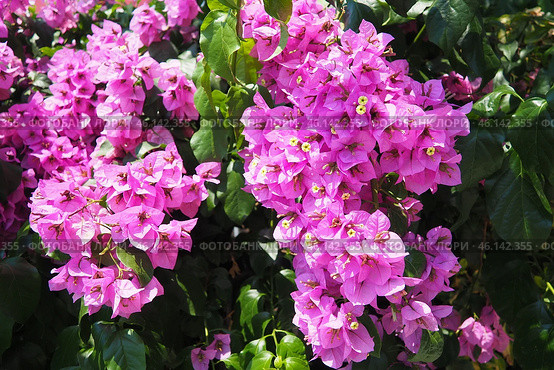 Bougainvillea is a genus of thorny ornamental vines, bushes, trees belonging to family Nyctaginaceae. They are native to Brazil, Bolivia, Paraguay, Peru, and Argentina. Numerous bright pink flowers. Стоковое фото, фотограф Юлия Петровская / Фотобанк Лори