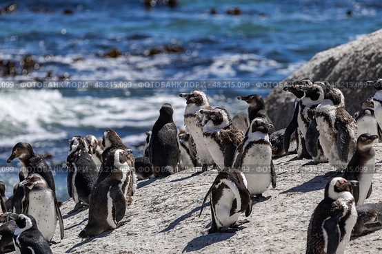 Boulders Beach protected lagoon with colony of African spectacled penguins (2023 год). Стоковое фото, фотограф Екатерина Якименко / Фотобанк Лори
