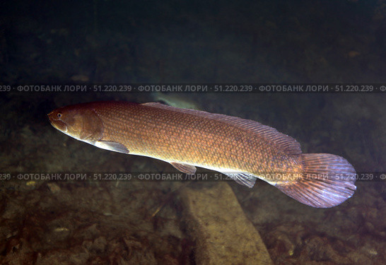 Bowfin (Amia calva) swims the murky freshwater of Blue Springs near Ocala, Florida. Michael Wood/Stocktrek Images/TASS. Стоковое фото, агентство ТАСС / Фотобанк Лори