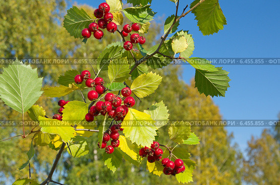 Боярышник обыкновенный  (лат. Crataegus laevigata) Стоковое фото, фотограф Елена Коромыслова / Фотобанк Лори
