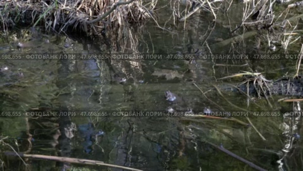 Брачные игры лягушек на лесном болоте. Весна. Апрель. Mating games of frogs in a forest swamp. Spring. April. Стоковое видео, видеограф Горшков Александр / Фотобанк Лори