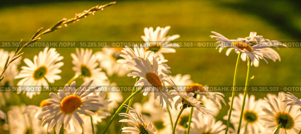Branches of fresh chamomile. Matricaria chamomilla blooming. Стоковое фото, фотограф Марина Демидюк / Фотобанк Лори