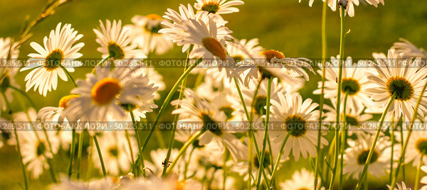 Branches of fresh chamomile. Matricaria chamomilla blooming. Стоковое фото, фотограф Марина Демидюк / Фотобанк Лори