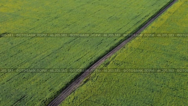 Breathtaking bird's-eye views over the vast expanses of sunflower fields are designed so that the viewer can feel like a part of this vast world. Стоковое видео, видеограф Скрипачев Антон / Фотобанк Лори