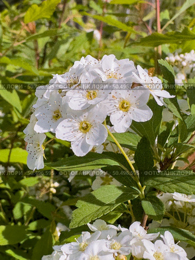 Bridalwreath Spirea: a species of Spirea, its botanical name is Spiraea Cantoniensis. Стоковое фото, агентство Ingram Publishing / Фотобанк Лори