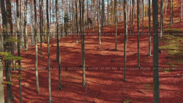 Bright autumn forest in sunny day. Стоковое видео, видеограф Михаил Коханчиков / Фотобанк Лори