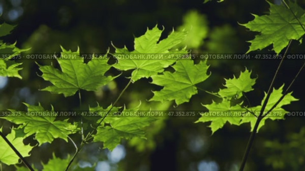 Bright maple leaves in dark forest. Стоковое видео, видеограф Михаил Коханчиков / Фотобанк Лори