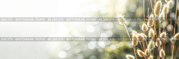 Bright minimalist photo of soft foxtail grasses glowing in early morning sunlight with copy space. Стоковое фото, фотограф Наталья Семкина / Фотобанк Лори