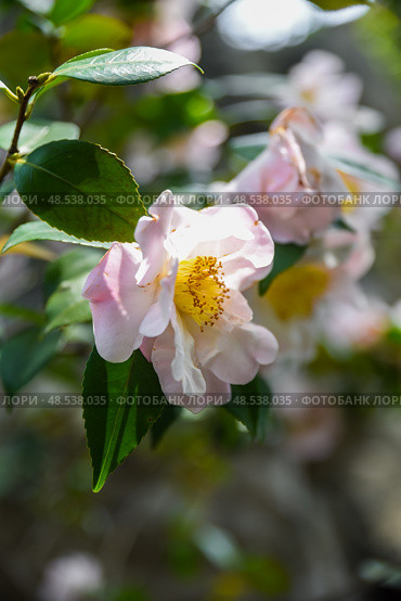 Bright red Camellia japonica flower in full bloom with double petals, Shanghai, China. Close-up view showing detailed texture of petals and yellow stamens against dark green glossy leaves. Стоковое фото, фотограф Татьяна Терехина / Фотобанк Лори