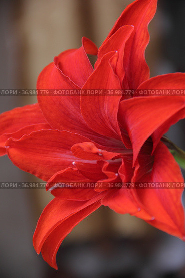 Bright red flower of the bulbous houseplant Hippeastrum. Стоковое фото, фотограф Елена Бобкова / Фотобанк Лори