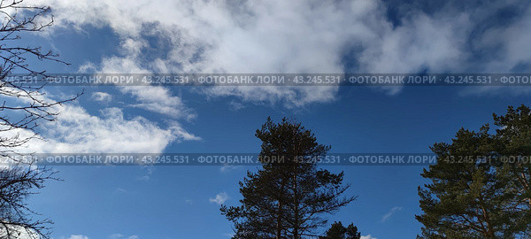 Bright sky above the trees. Стоковое фото, фотограф Andrew_Swarga / Фотобанк Лори