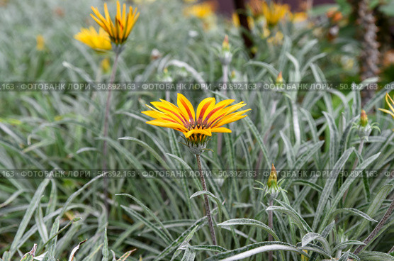 Bright yellow and red Gazania flower blooming among silver-green leaves. Drought-tolerant plant with striking daisy-like petals in natural outdoor light. Стоковое фото, фотограф Татьяна Терехина / Фотобанк Лори