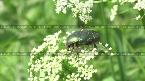 Бронзовка золотистая Cetonia aurata. Стоковое видео, видеограф Александр Мамонтов / Фотобанк Лори