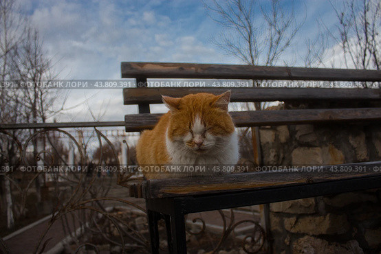 Брошенный рыжий кот сидит на лавочке на улице. Стоковое фото, фотограф Екатерина Малиева / Фотобанк Лори