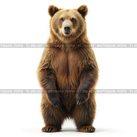 Brown Bear Standing Tall Against a White Background. Generative AI. Стоковое AI-изображение, AI-художник Roman Zavorotny / Фотобанк Лори