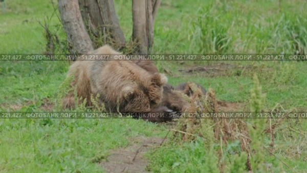 Brown bears mother and cubs resting. Стоковое видео, видеограф Михаил Коханчиков / Фотобанк Лори