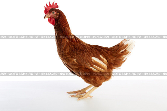 Brown hybrid hen  isolated on white background. Стоковое фото, агентство Ingram Publishing / Фотобанк Лори
