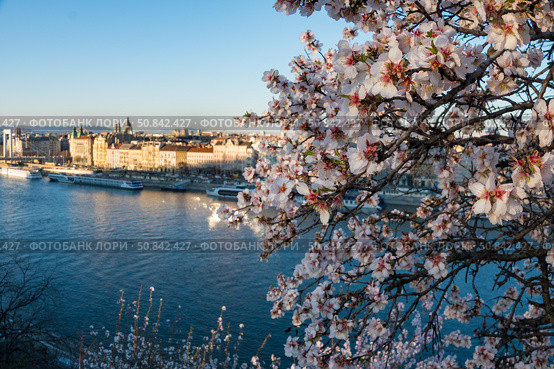 Budapest, Hungary - March 18, 2025: View of blossoming almond tree branches with the Danube River, Elizabeth Bridge. Стоковое фото, фотограф Софья Соломонова / Фотобанк Лори